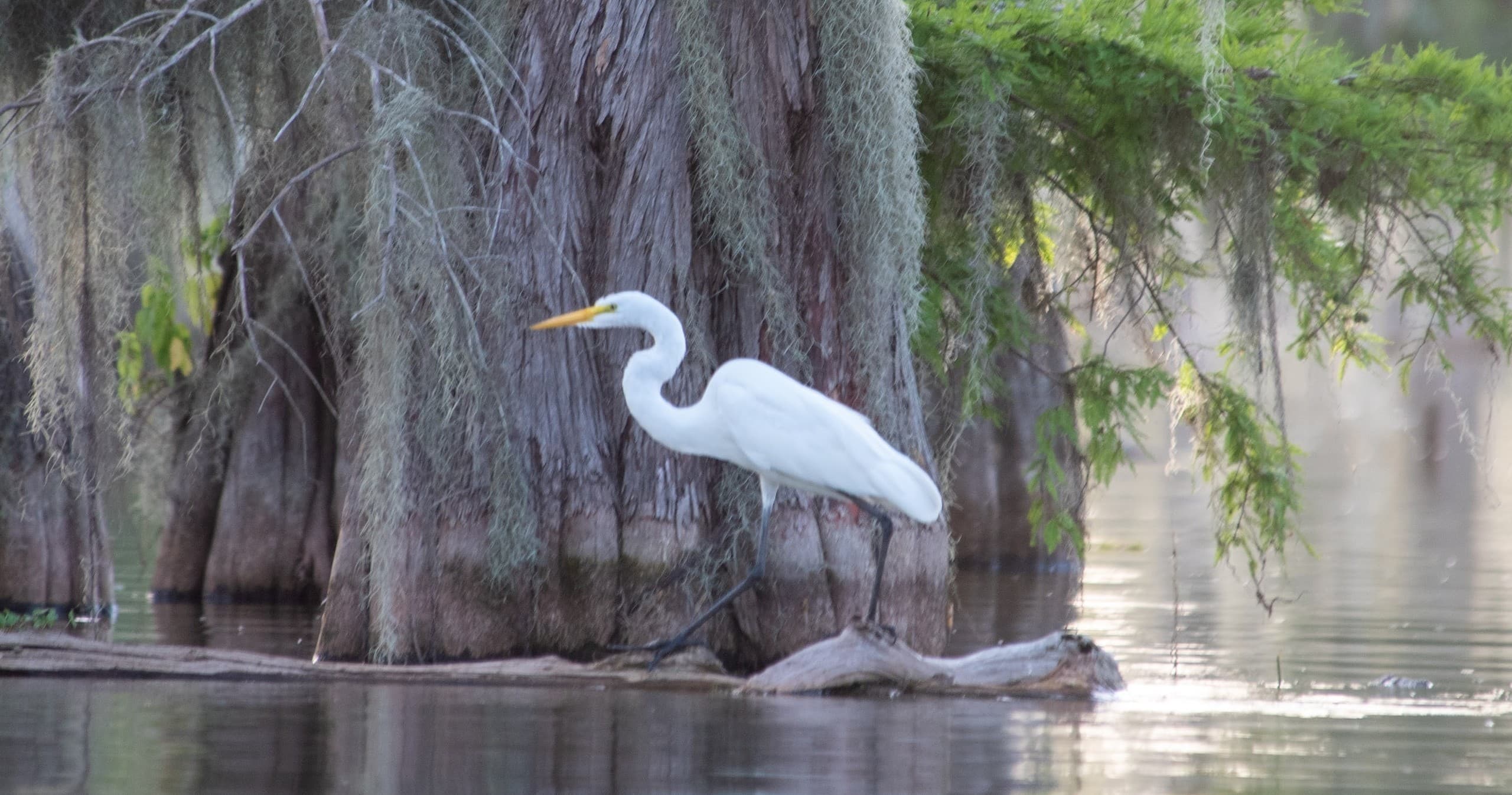 Kayak Swamp Tours with Pack & Paddle in Lafayette