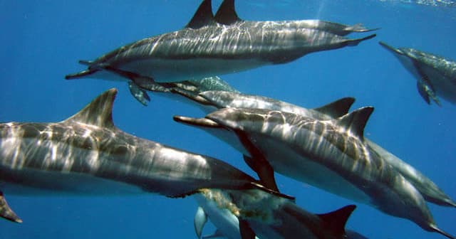 Early Riser Dolphin Kayak Adventure with Ocean Safaris