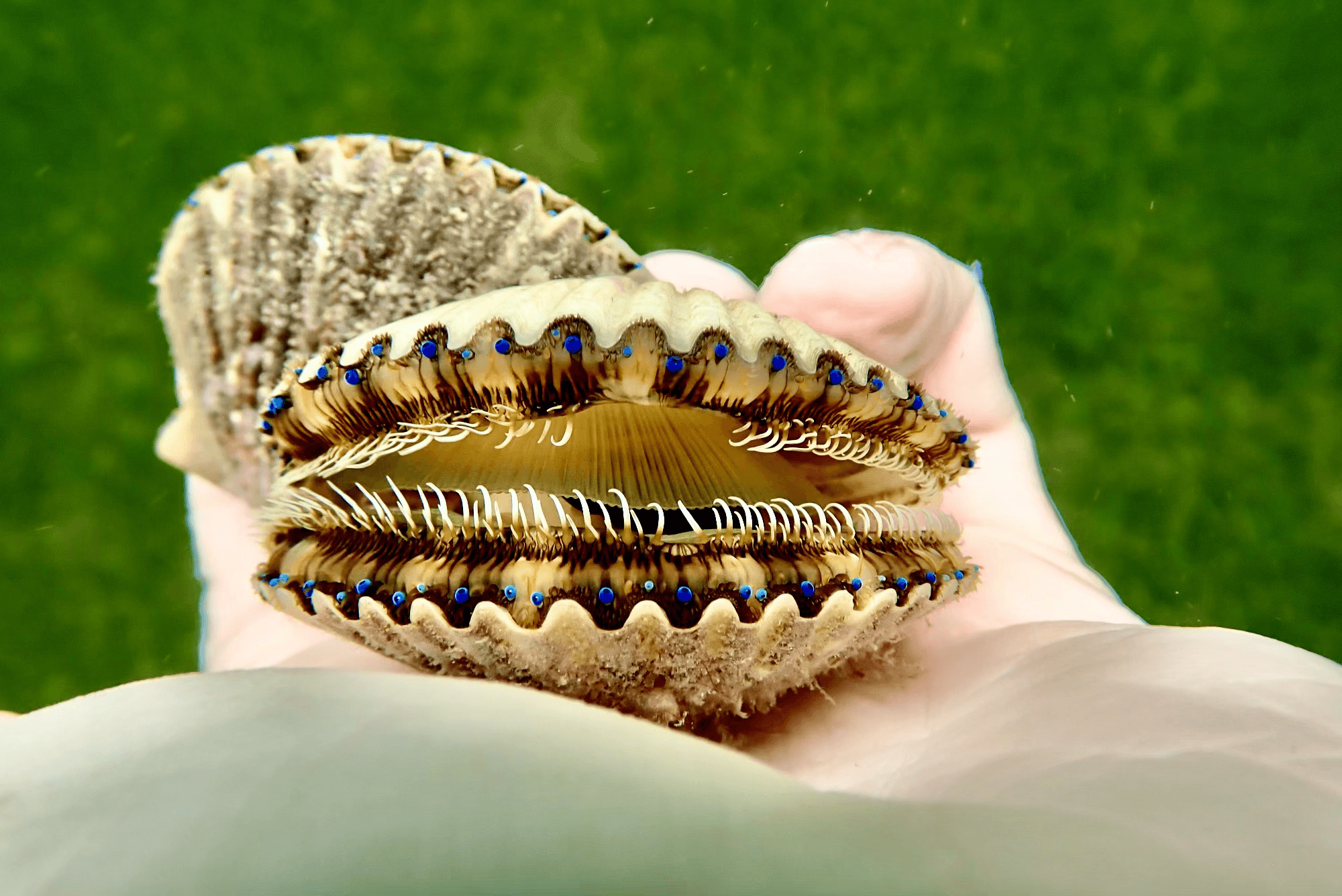 Scalloping with High Octane Fishing in Crystal River, Florida