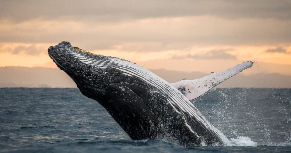 Humpback Whale Watching Adventure