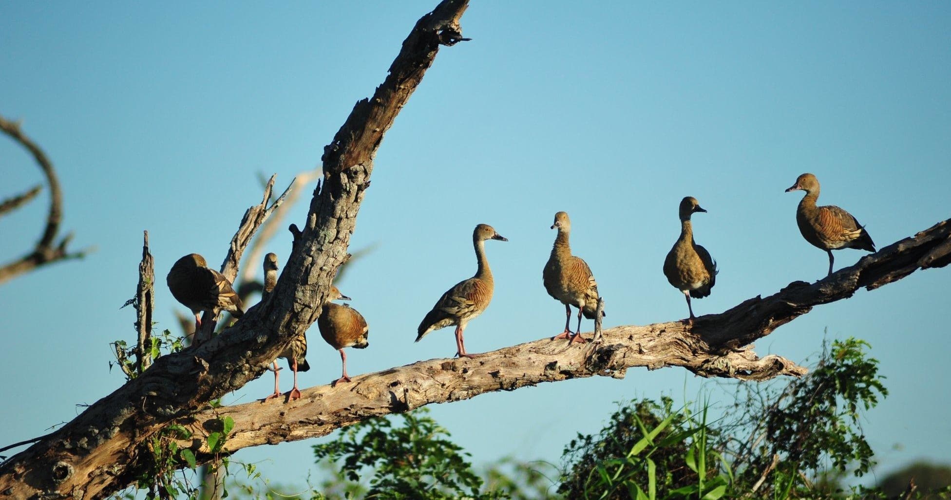 Group of tree-dwelling birds perched on branch over wetlands