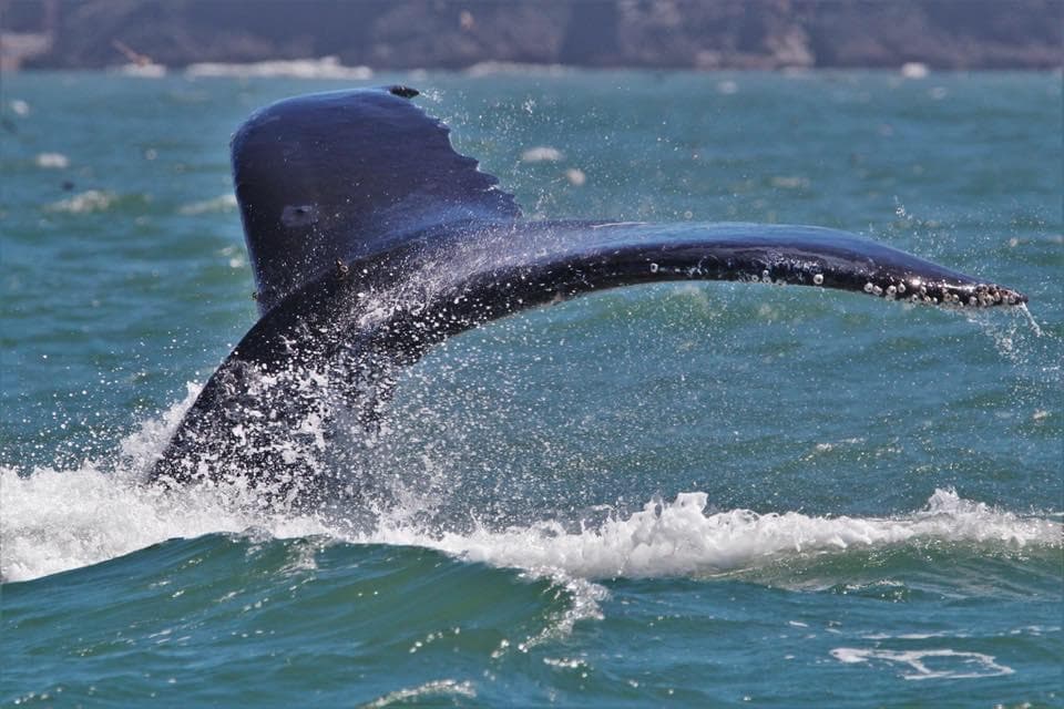 San Francisco Whale Tours fleet