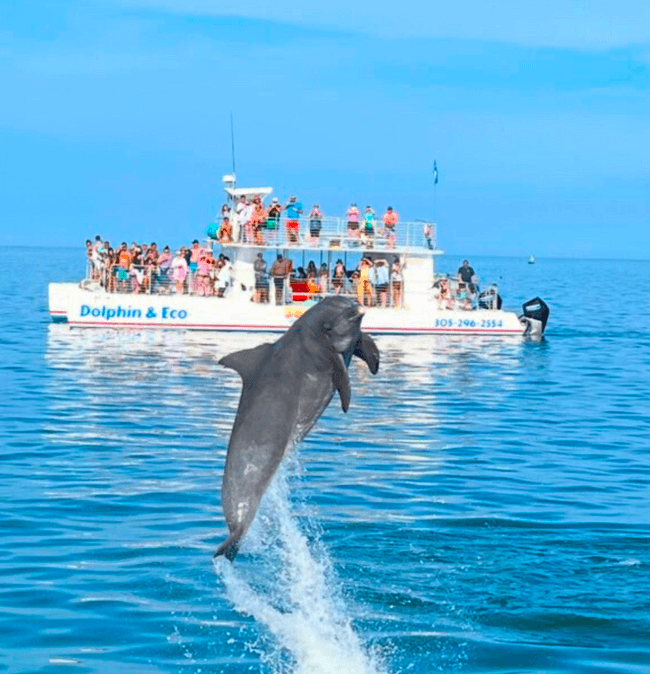 Water Activities & Sunset Watersports: Key West Dolphin & Snorkel Adventure