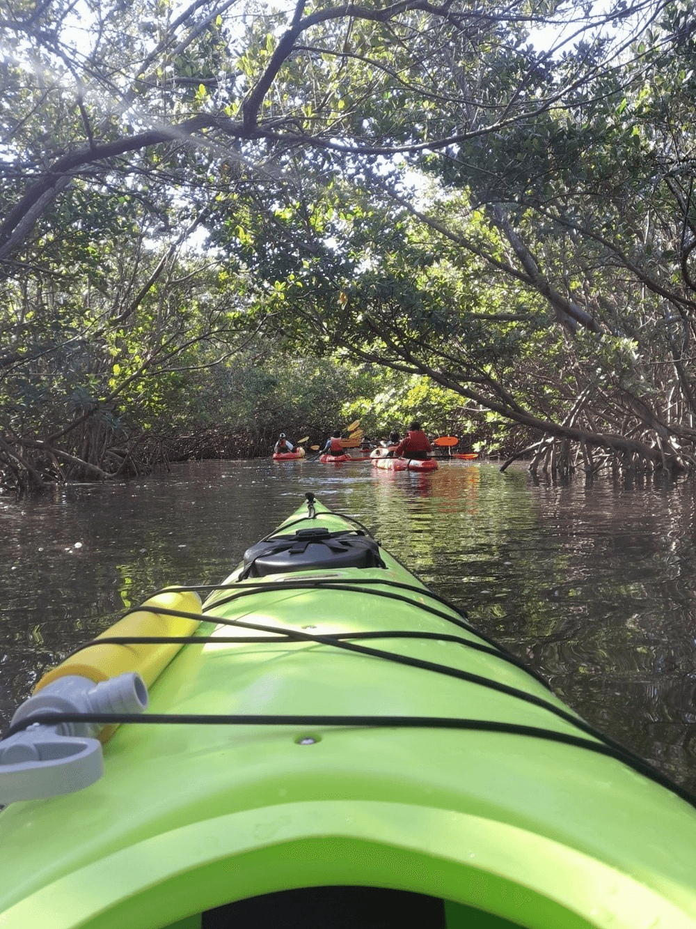 Explore Oleta River State Park with Single Kayak Rentals for a Personalized Florida Adventure
