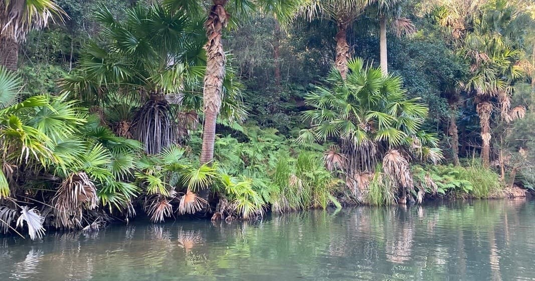 Lush mangrove and palm-lined waterbank at Narrabeen estuary