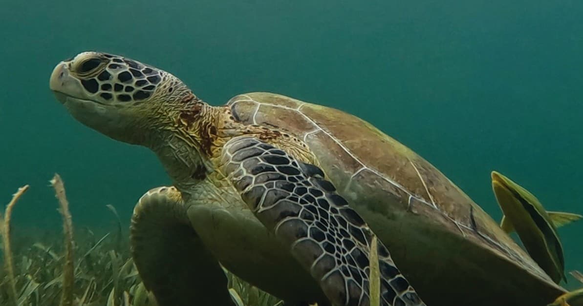 Green sea turtle swimming over coral reef in clear Caribbean waters
