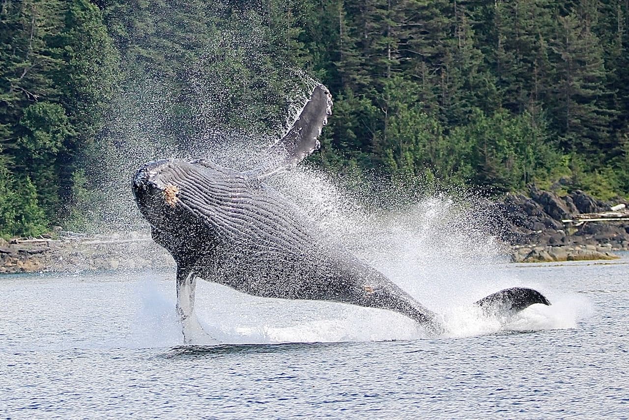 Humpback whale launching into dramatic breach in Alaska waters