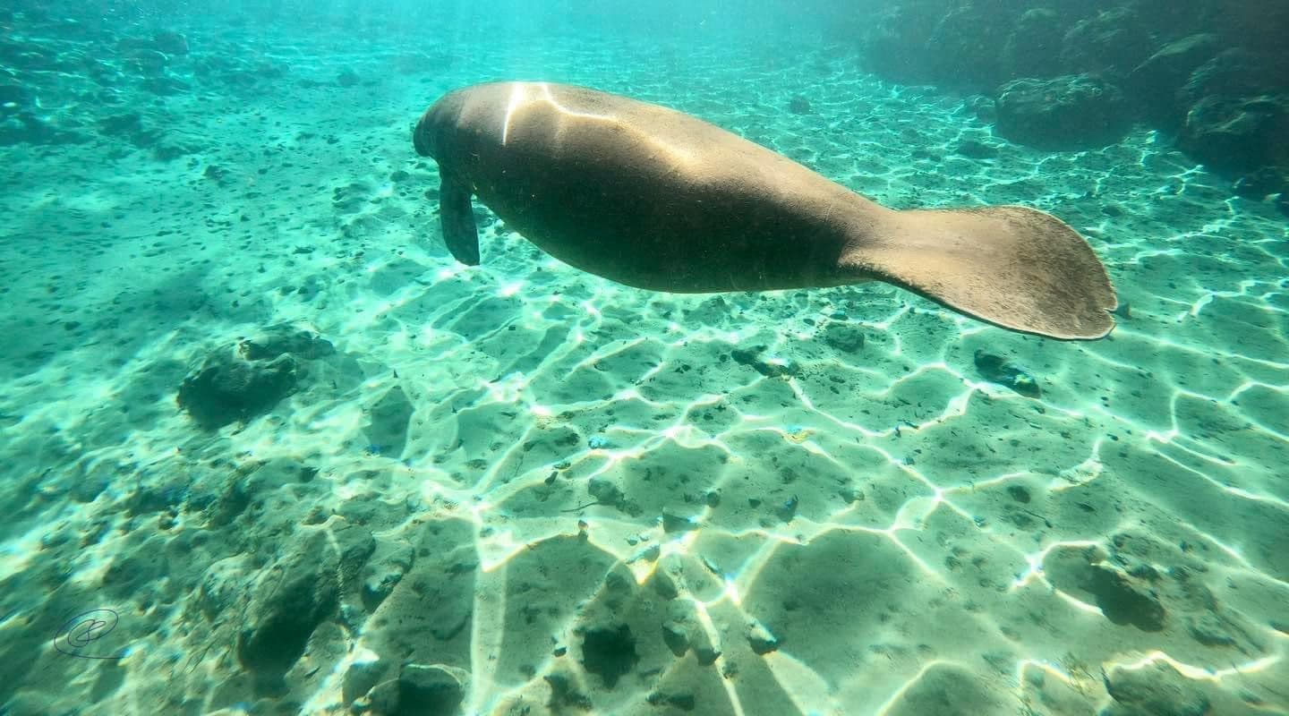 Manatee Snorkeling Adventure in Crystal River, FL