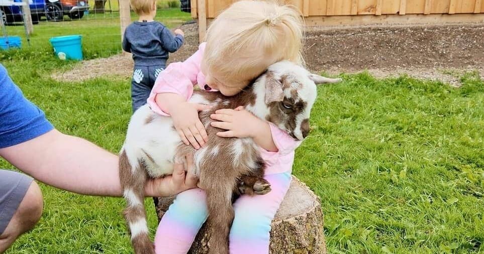 Martintown Farm Visit: Semi-Private Snouts & Snuggles with Mini Goats and Kune Kune Pigs