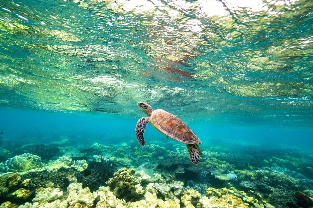 Bonaire Dive Trip at Divi Flamingo — Calabas Reef & Unlimited Shore Diving photo 1