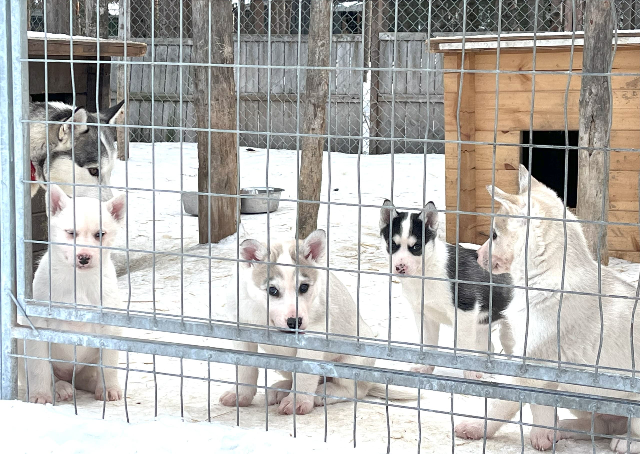 Arctic Kennel Visit in Kiruna: Meet Huskies, Kåta Coffee & Dog Sled Traditions photo 4