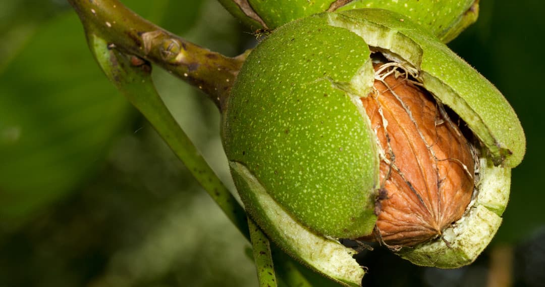 Walnut Farm Experience | Farm in Igrejinha | 