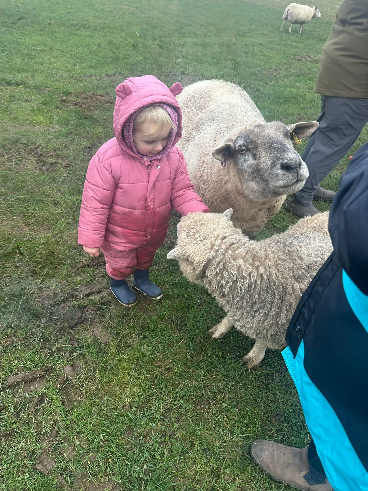 Muddy Explorers Homeschooled Lambing Pop-Up in Inverarity | Hands-On Farm Sessions for Kids photo 1
