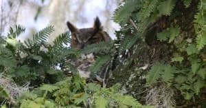 Birding Walk at Drayton Hall Preservation Trust