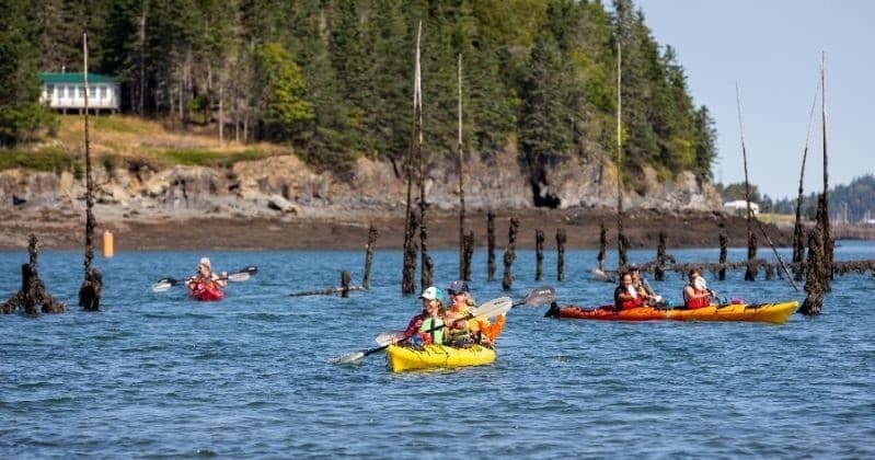 Fundy Isles Sea Kayaking Expedition: 3-Day Guided Kayak Trip from Saint Martins