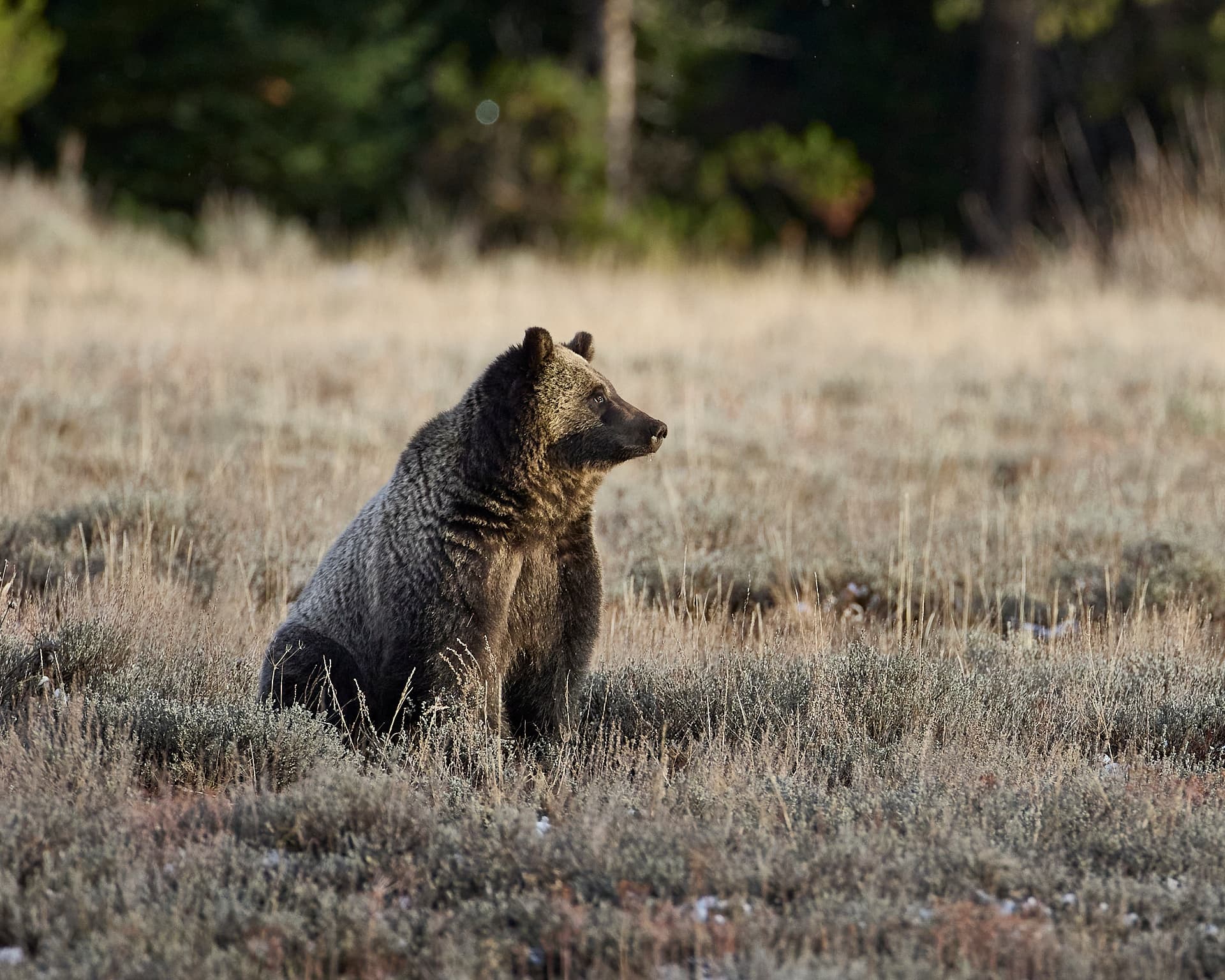 Private, Bespoke, Yellowstone Photography Safari - Summer
