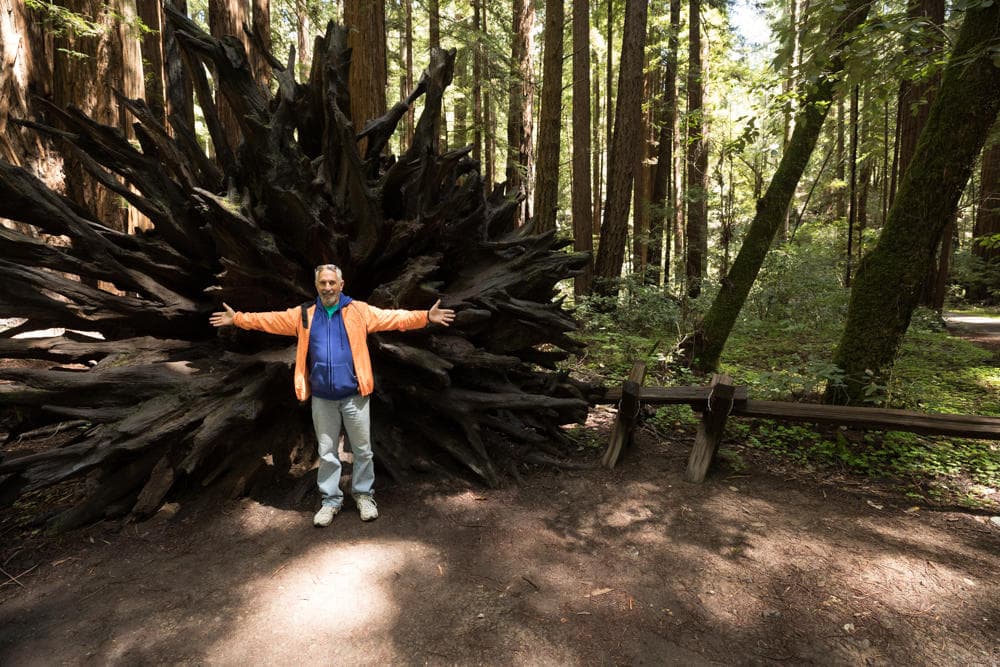 Hiker posing at giant uprooted redwood rootball in forest