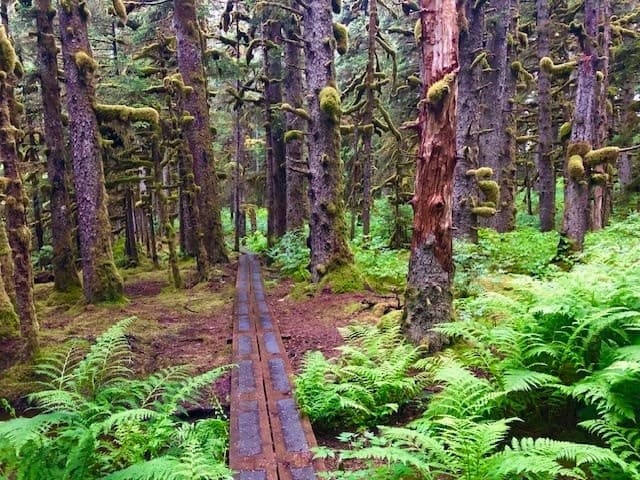Kodiak Walking Tours Rainforest Hike Adventure
