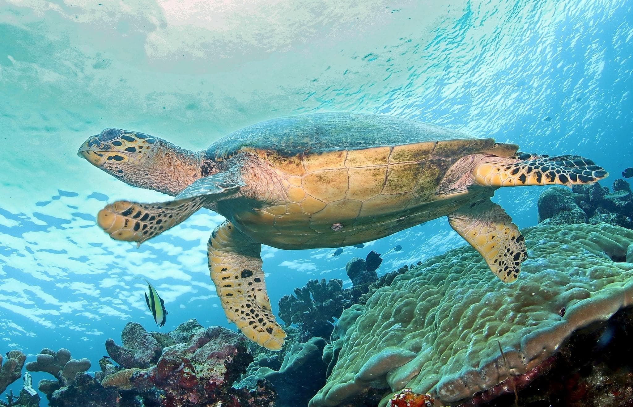 Sea turtle swimming over tropical coral reef during scuba dive