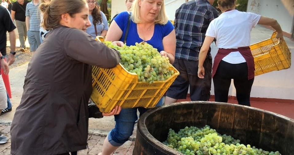 Grape Harvest Adventure with S&G Tours in Napoli