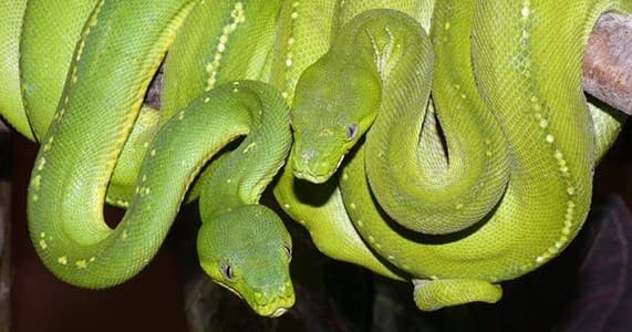Canberra Reptile Zoo team