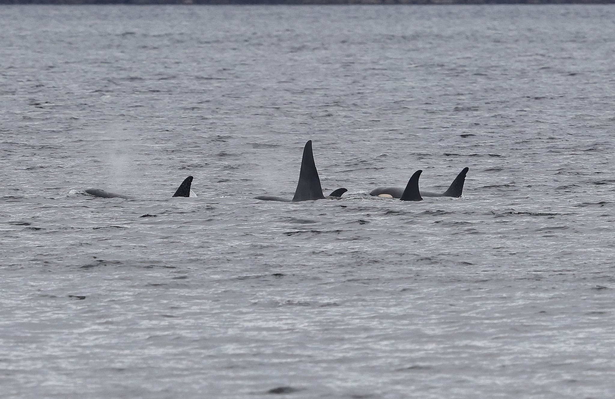 Whales and Lunch! Four-Hour Wildlife Cruise from Ketchikan photo 1