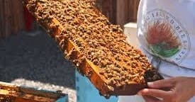 Close-up honeybee-covered frame during beekeeping inspection outside