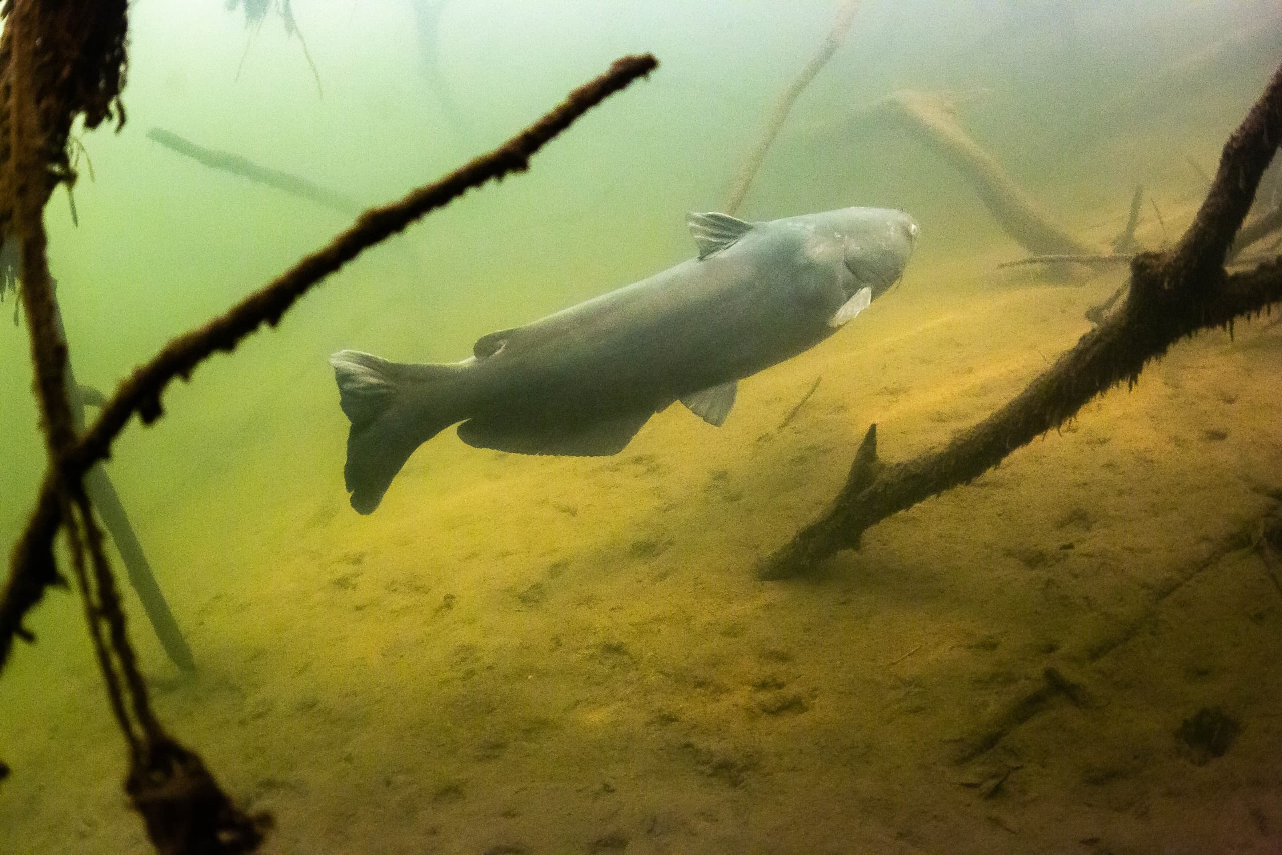 Saluda River Snorkel: Swim with Striped Bass Near Columbia, SC photo 2