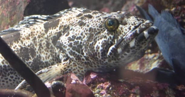 Spotted rockfish resting among reef rocks — San Diego fishing