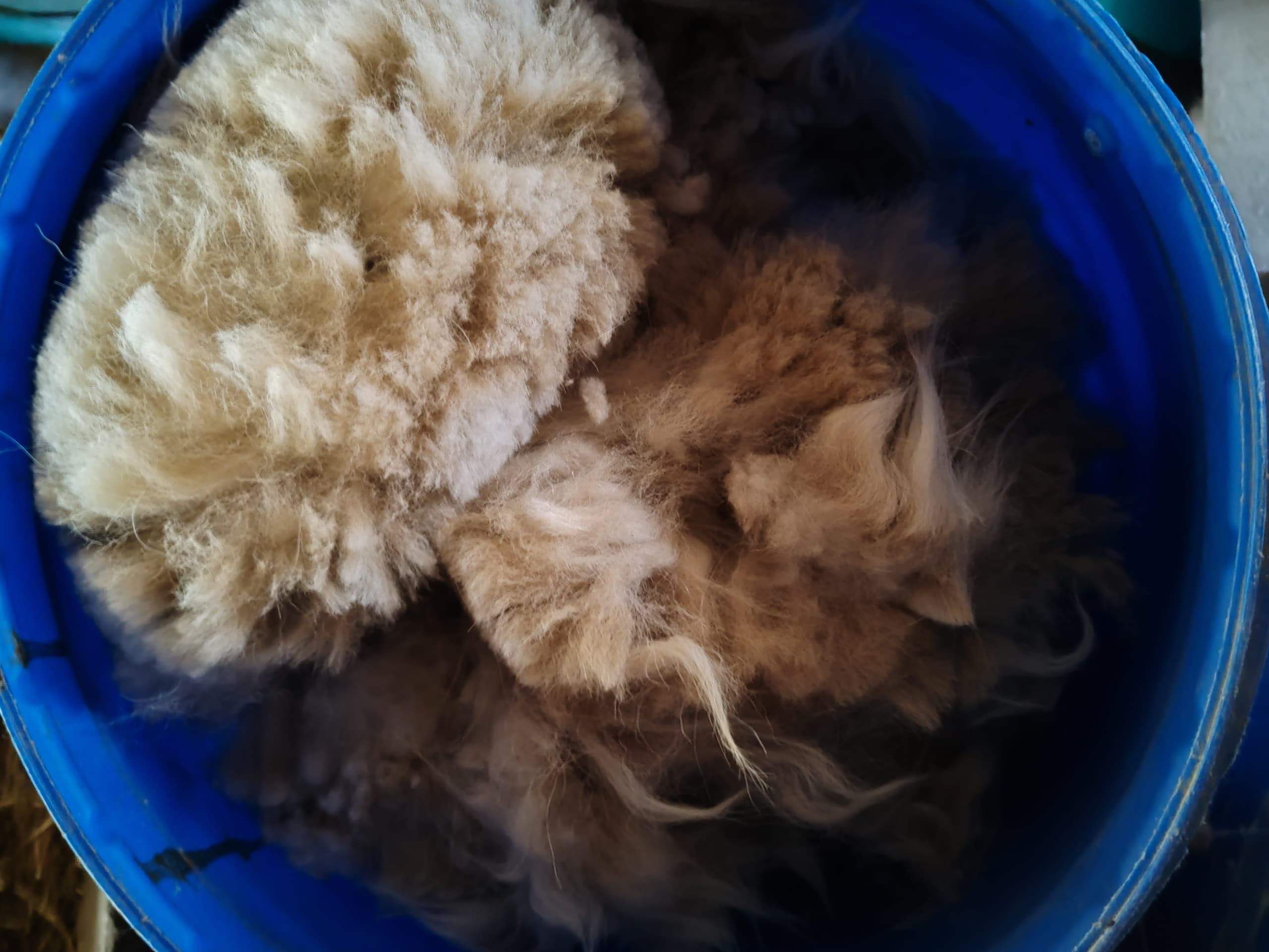 Annual Alpaca Shearing at Scheren der Alpakas in Arnsberg photo 1