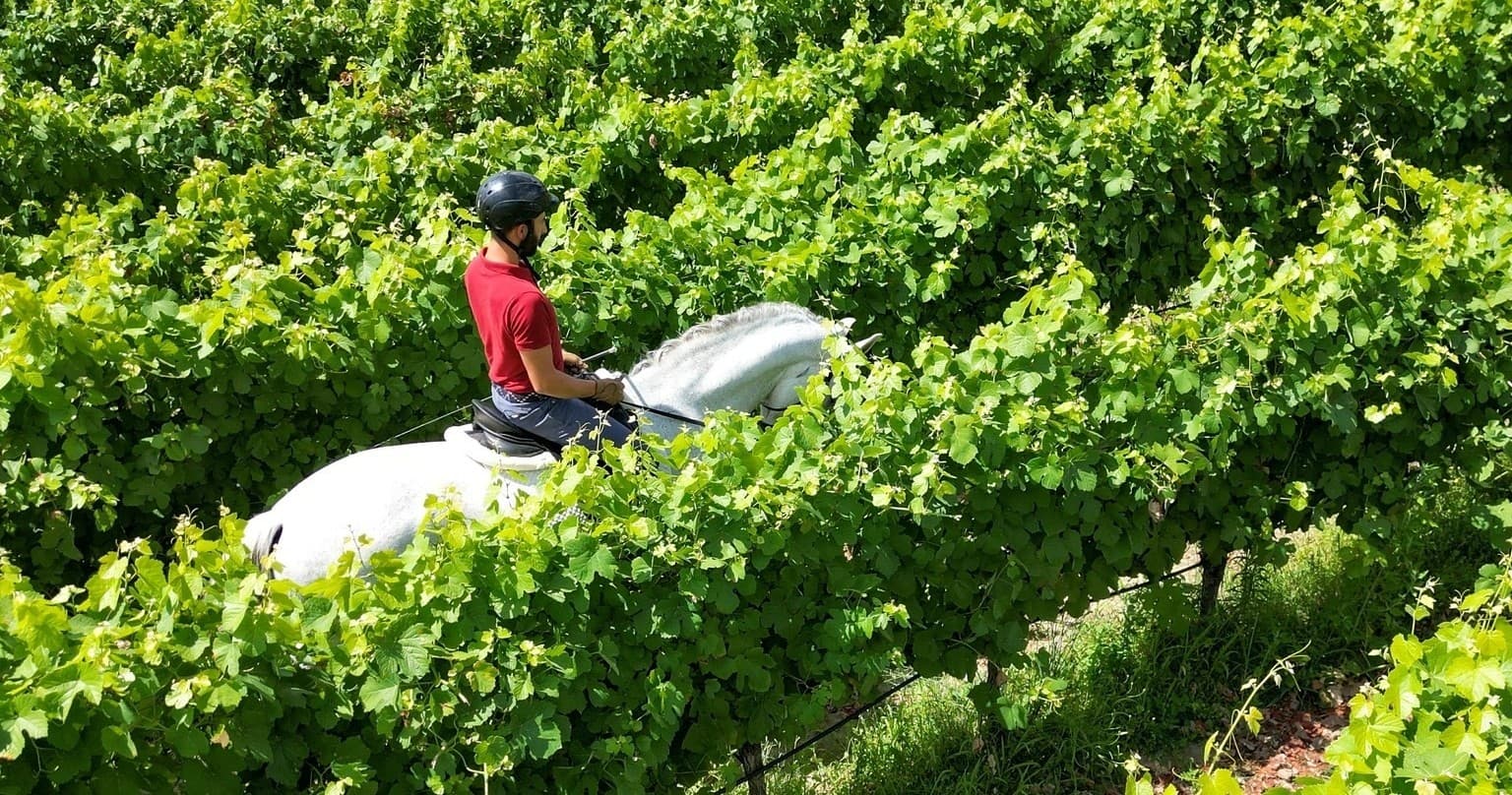 Serra da Estrela Vineyard Horseback Riding | Guided Tour in Gouveia | Attraction, Farm, Eco Tour, Horse