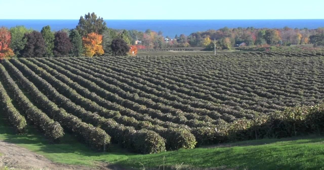 Historic North East Erie Food Tour: A Three-Hour Walking Taste of Lake Erie Wine Country