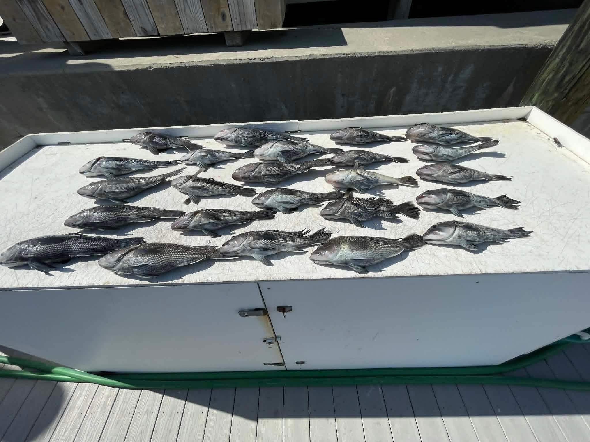 Quick Offshore Action: 6-Hour Charter from Murrells Inlet for Mackerel, Kingfish & Seabass photo 2