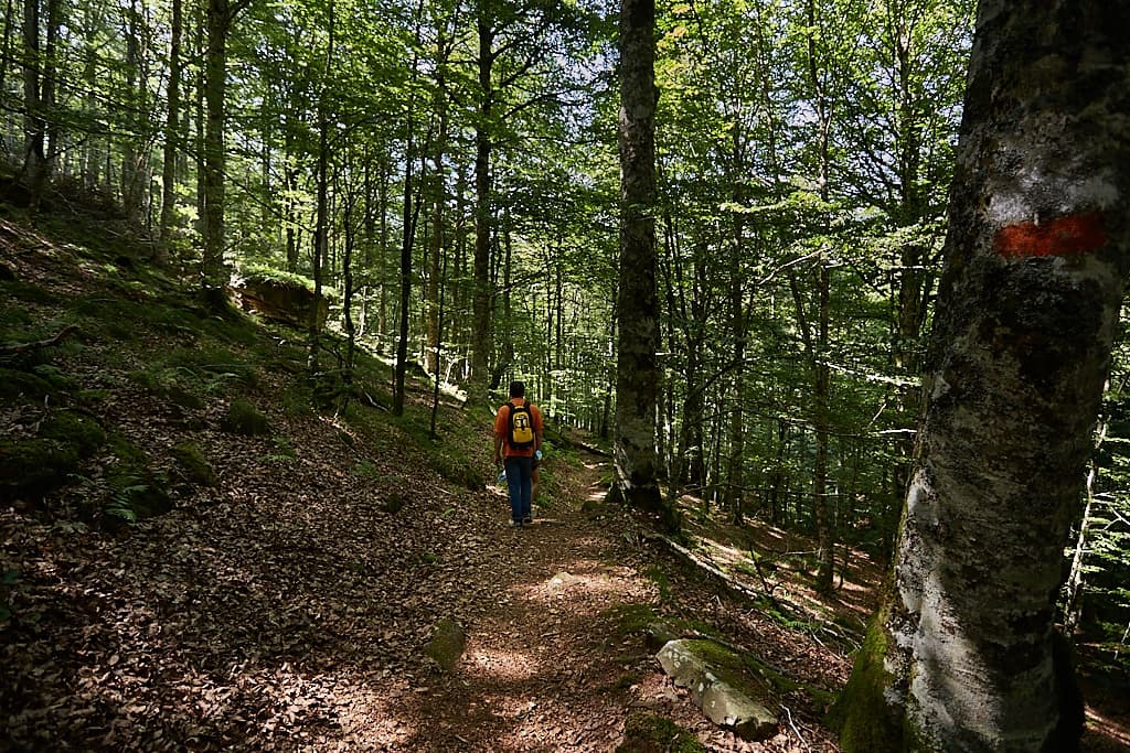 Solo hiker walking a shaded beech forest trail in Pyrenees