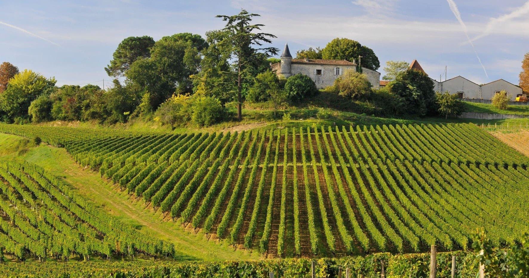Sunlit vineyard rows across rolling hillside at Château La Croizille