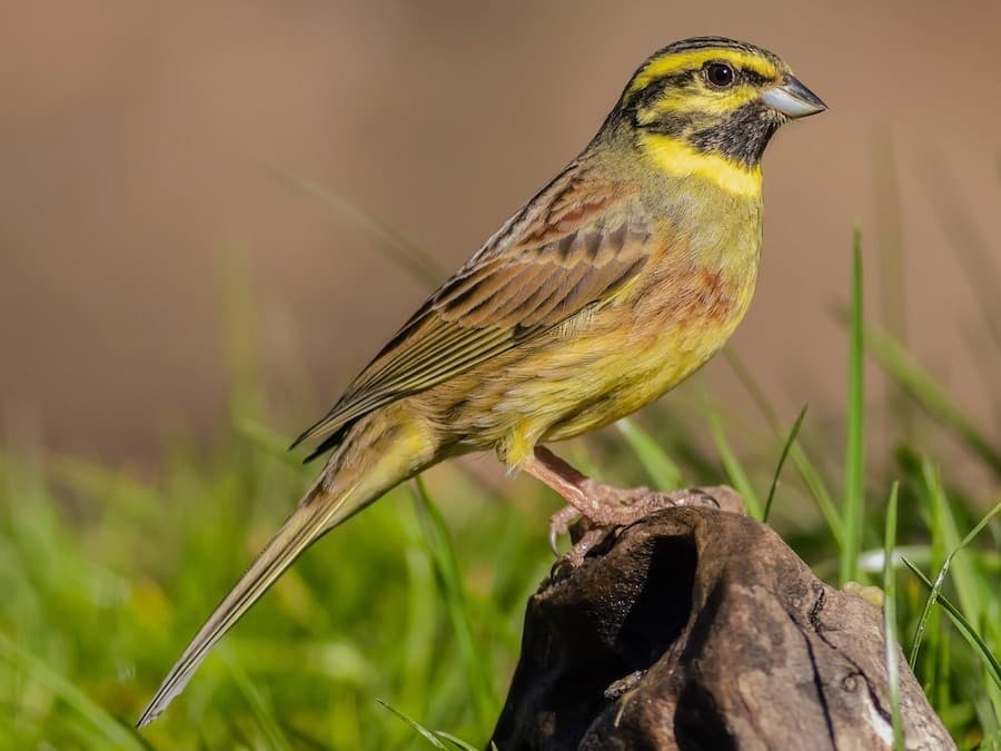Winter Birding in Cornwall: 4-Day Coastal Rarity Tour