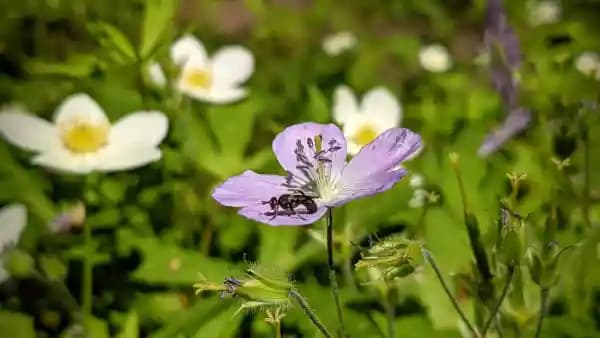 Late-Spring Lovelies: Knowing Native Plants Walk at Bowman's Hill Wildflower Preserve