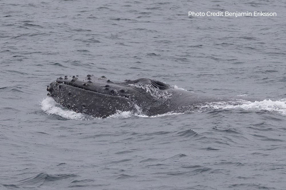 Mornington Peninsula Whale Cruise: Whale Watching from Stony Point Jetty photo 3
