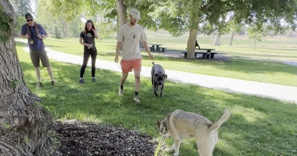 Transform Your Dog’s Behavior with a 4-Week Boarding Training Program in Morrison, Colorado