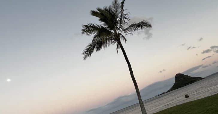 Lone palm tree silhouetted against coastal sunrise sky
