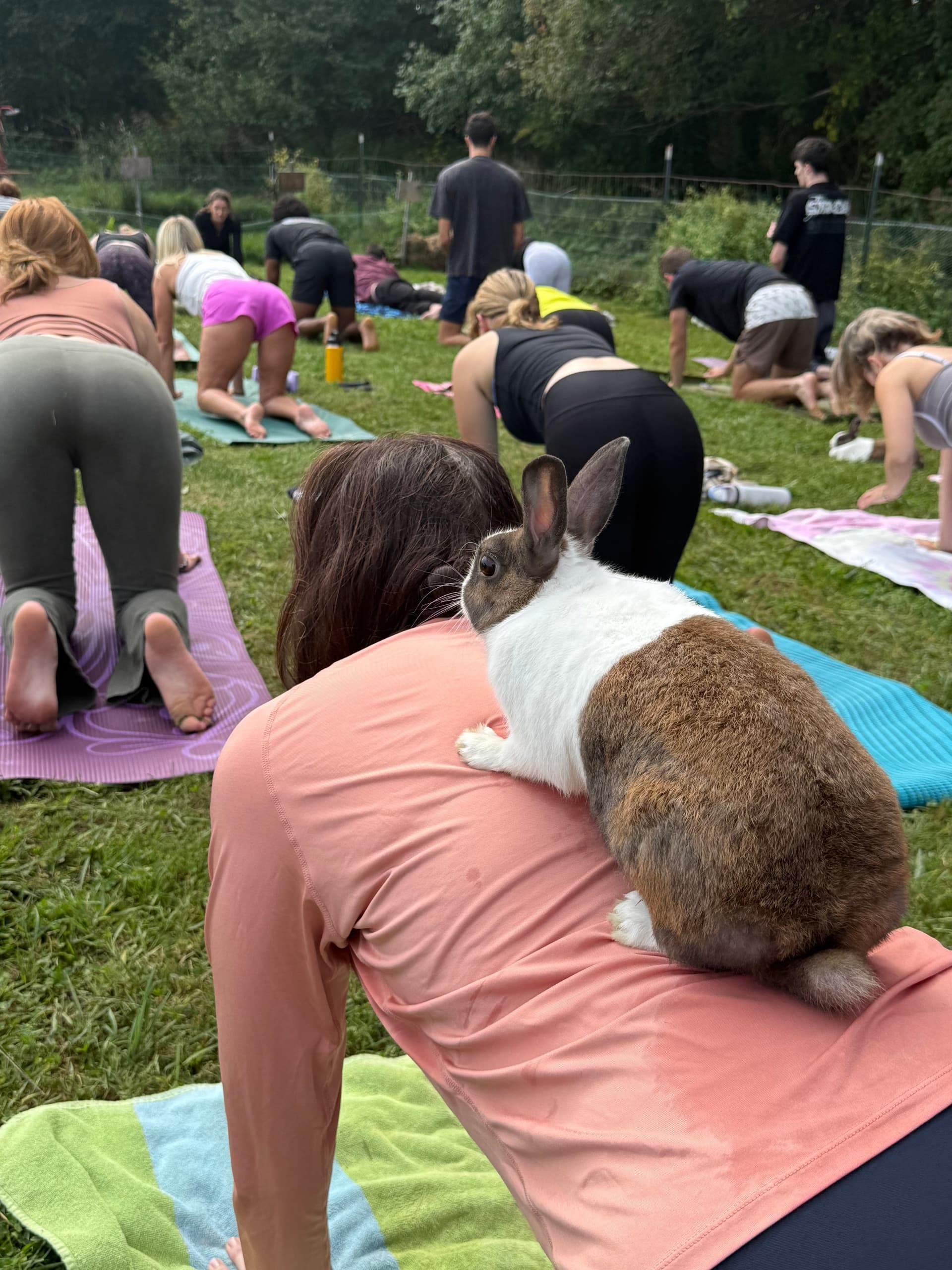 Bunny Yoga at Felix's Family Farm: Ipswich Rabbit Yoga for Ages 12+