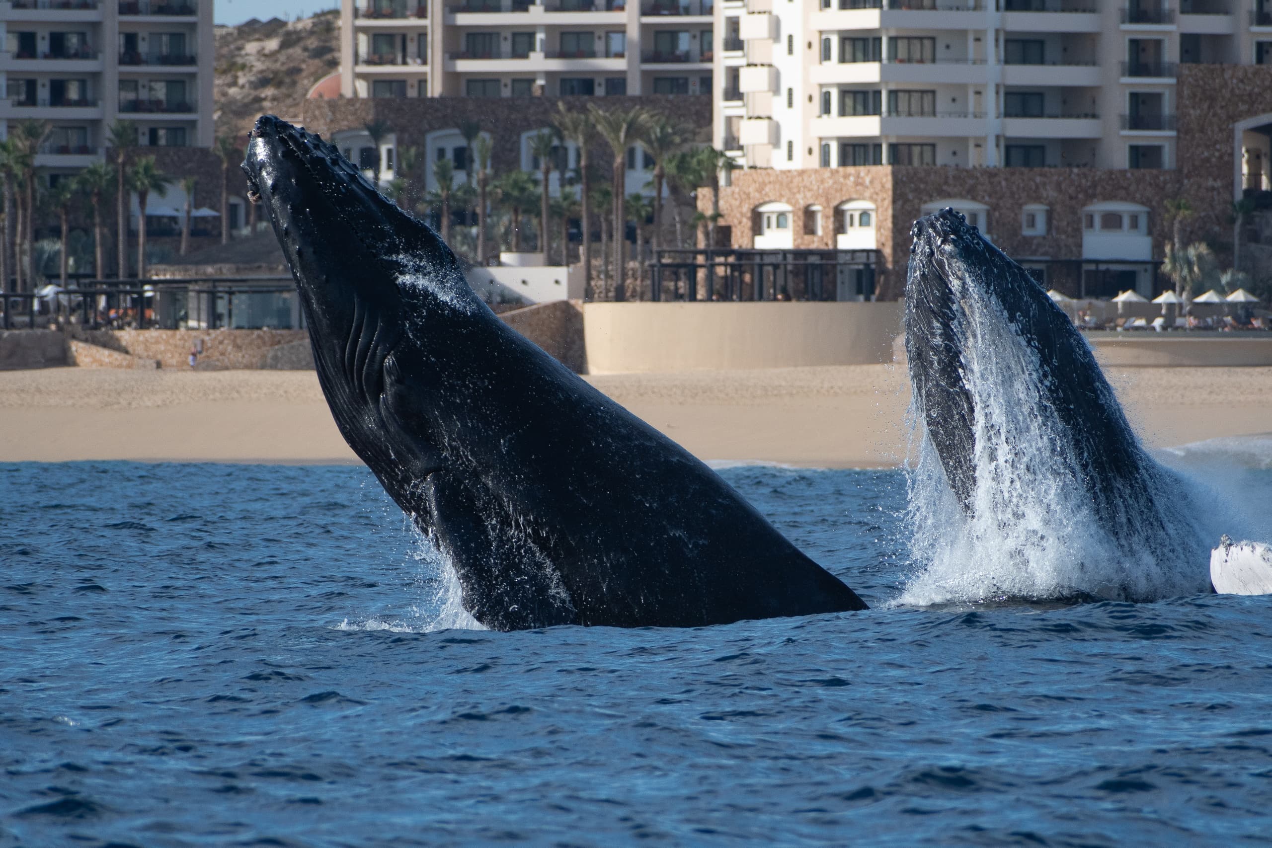 Cabo Whale Watching Experience: Breaches, The Arch & Sea Lion Colony photo 2