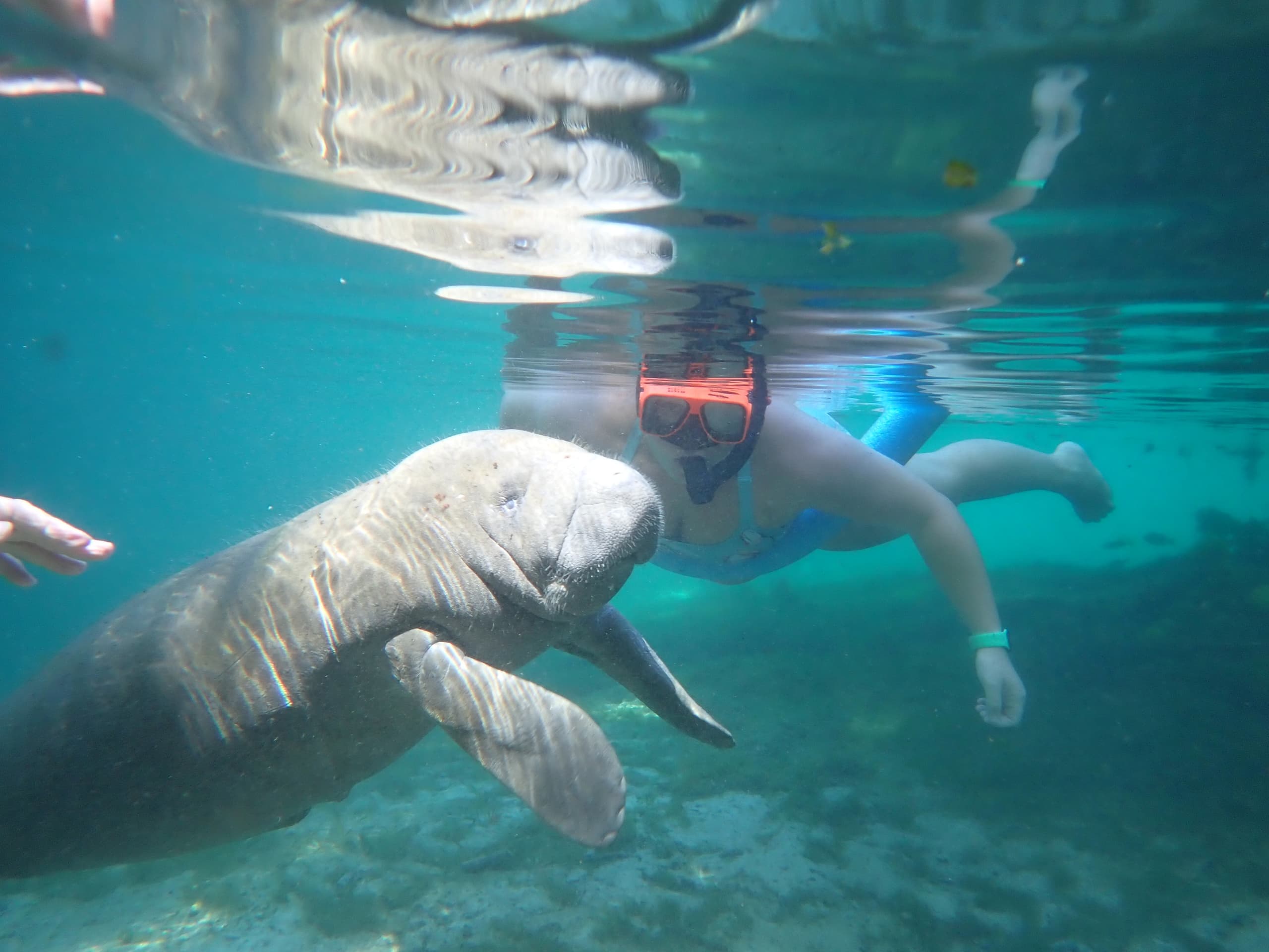 Private VIP Tour | Homosassa Springs | 3 Hours