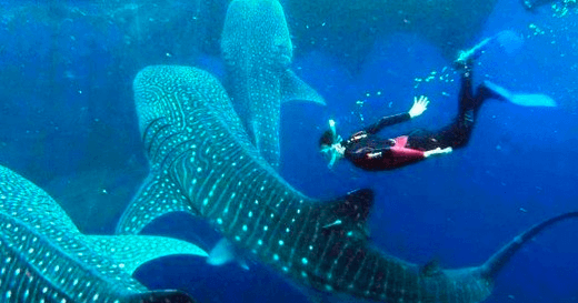 Diver snorkeling among multiple whale sharks in open ocean