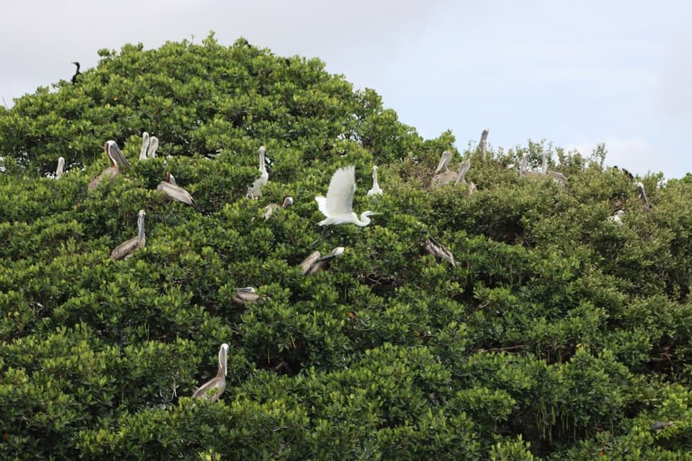 Birdwatching by Boat with Tampa Bay Watch