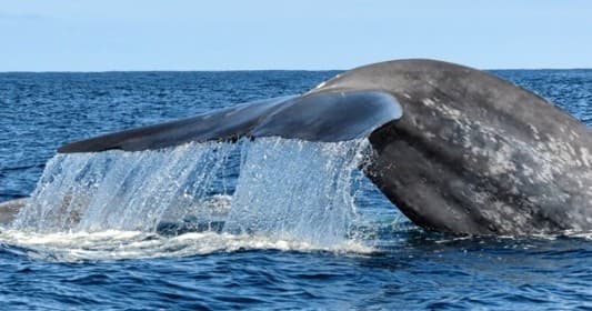 Private Charter Adventure in San Diego, California