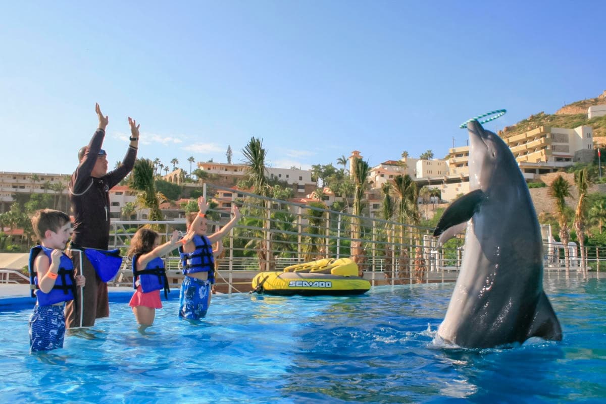 Swim with Dolphins in Cabo San Lucas: 40-Minute Certified Encounters photo 3