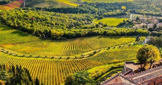 Tuscany Wine Tasting & Brolio Castle Experience