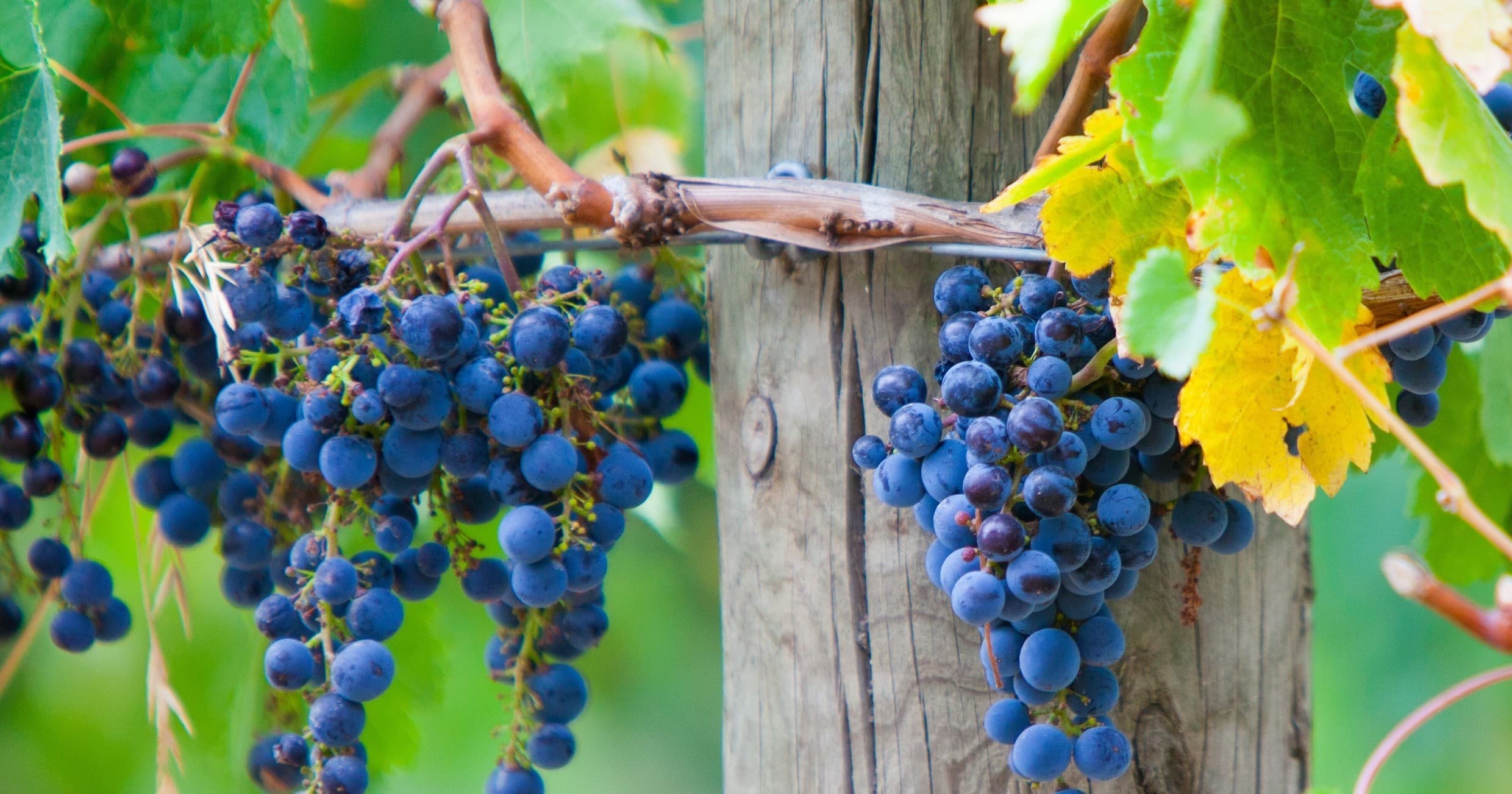 Wine & Coastal Tour of Mornington Peninsula with The Adventure Collective
