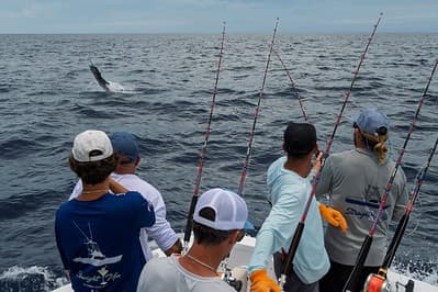 Anglers on stern with rods as marlin breaches nearby in ocean
